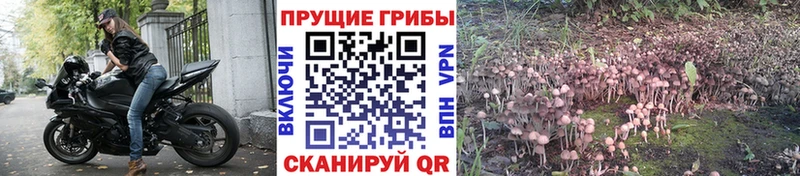 Псилоцибиновые грибы Cubensis  наркотики  Южно-Сухокумск 